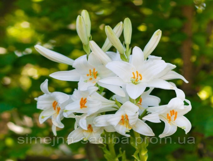 Лілія запашна лікарська білосніжна (Кандідум)( Lily medicinal fragrant  snow-white (Candida) bulb): продаж, ціна у Мелітополі. Розсада і саджанці  квітів від "Сімейна Садиба" - 1305044281